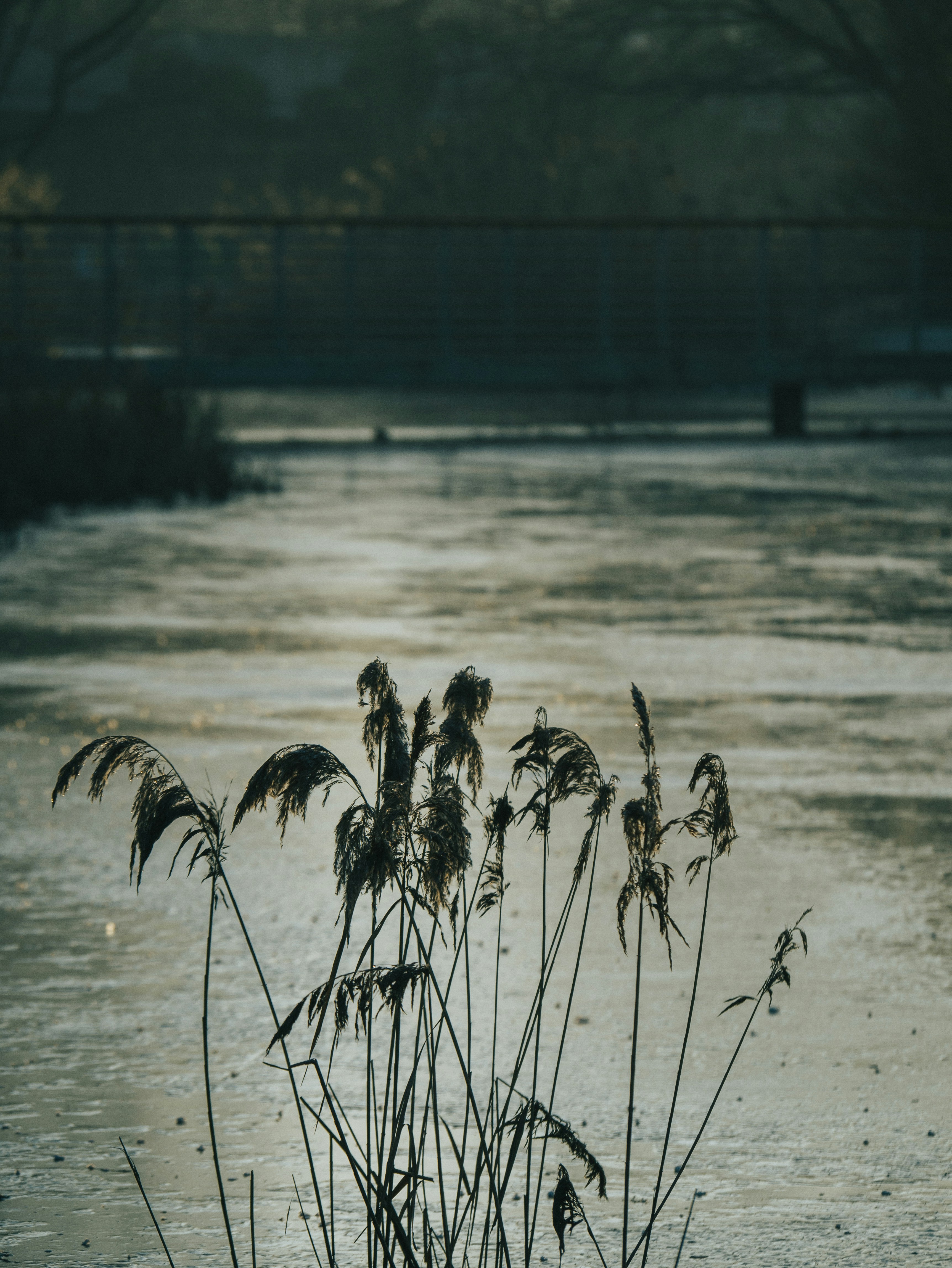 a bunch of plants that are by some water