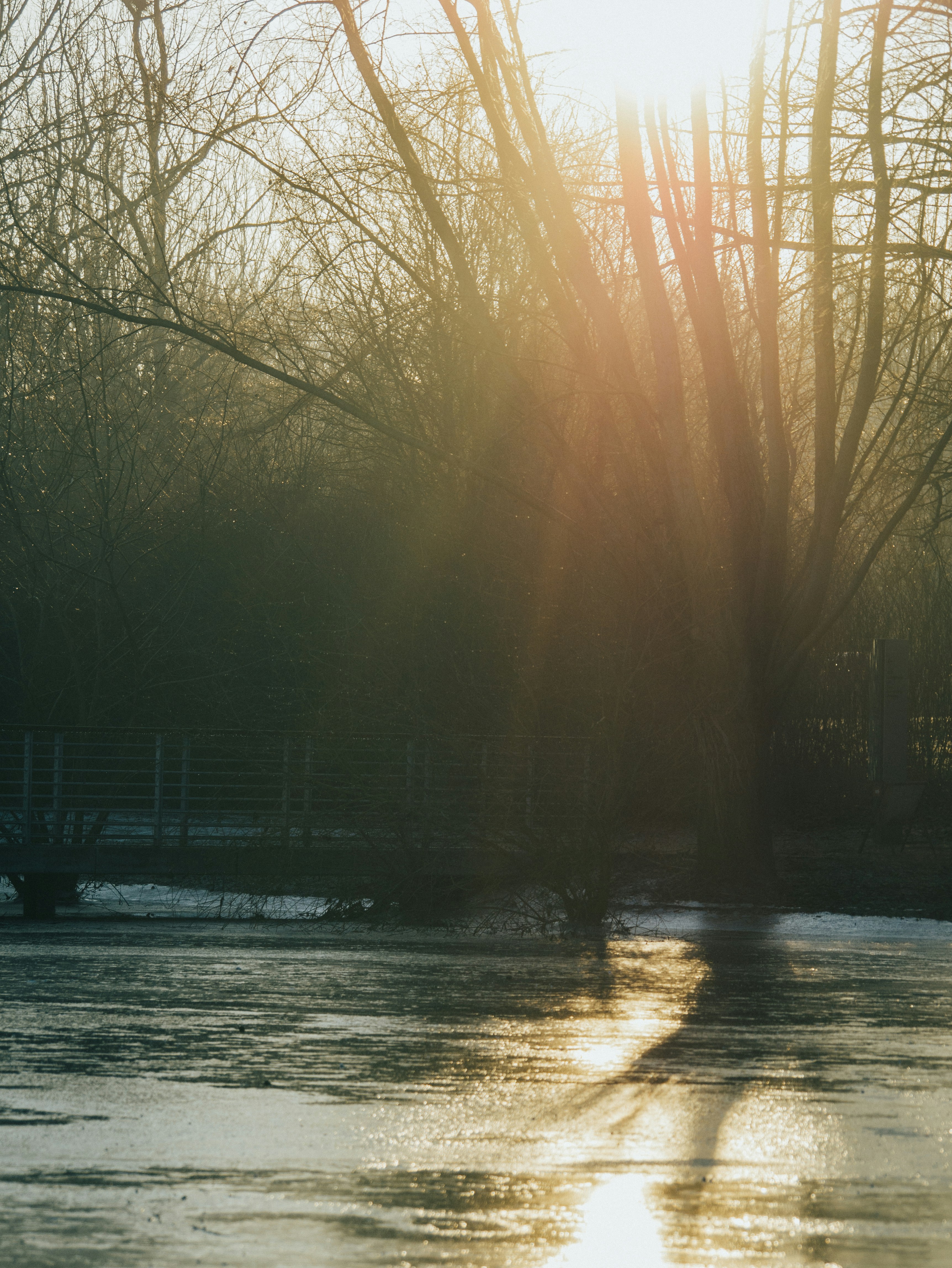 the sun shines through the trees over the water