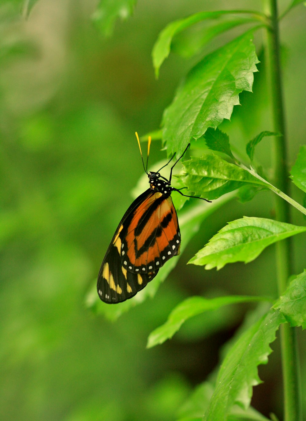 a close up of a butterfly on a leaf