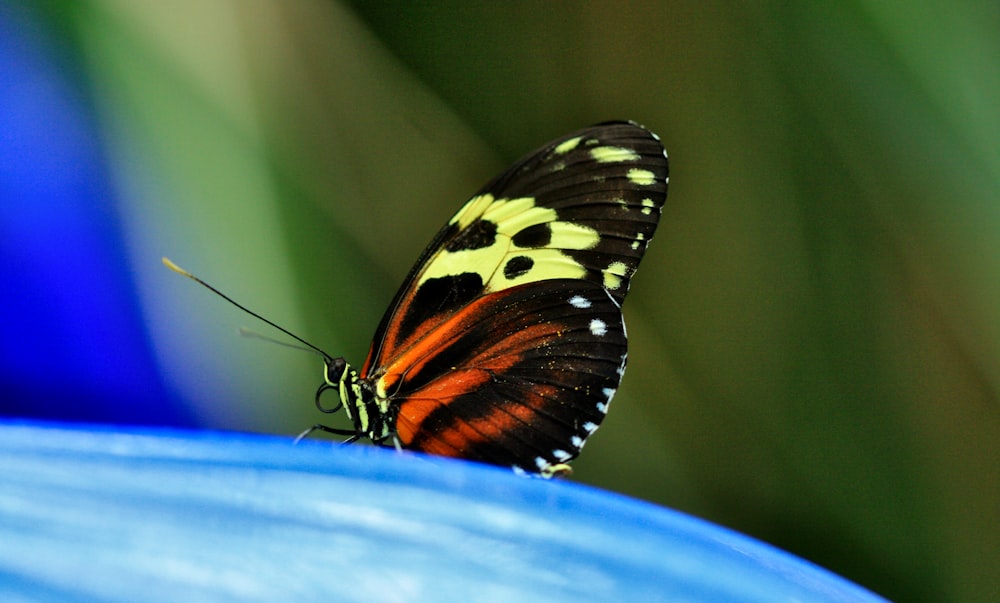 a close up of a butterfly on a flower