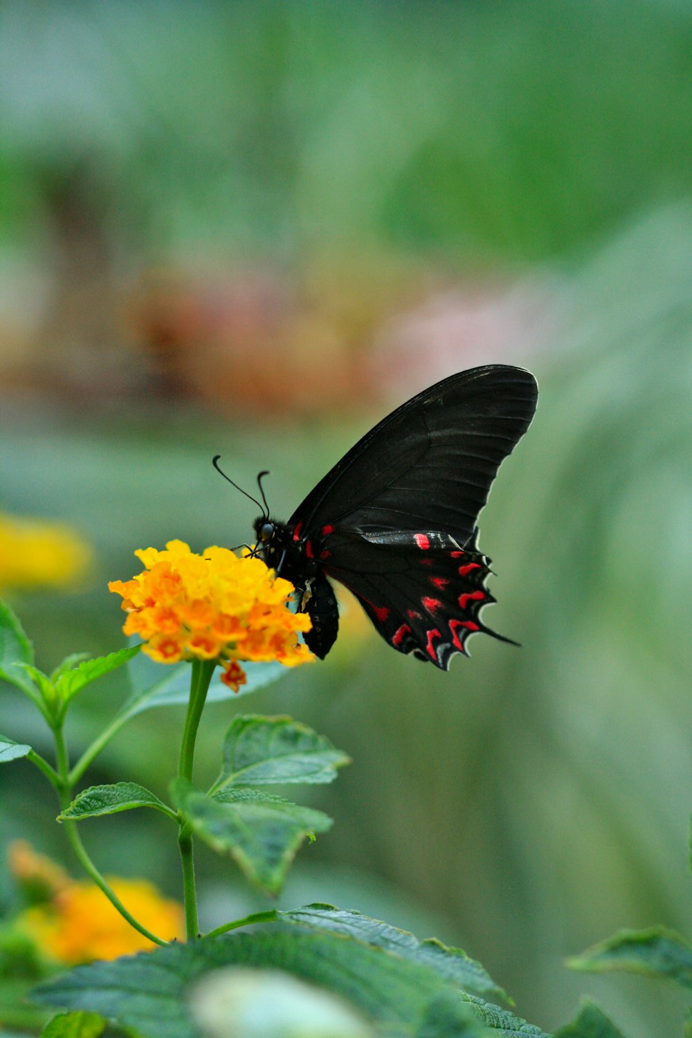 a black and red butterfly sitting on a yellow flower