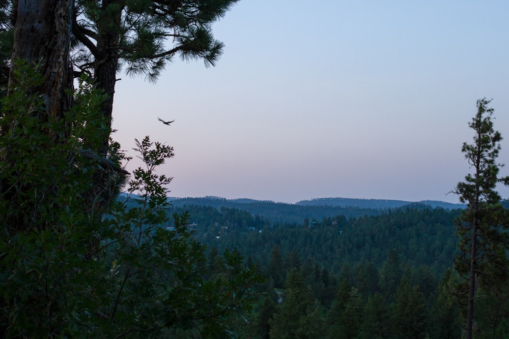 a plane flying over a forest at dusk