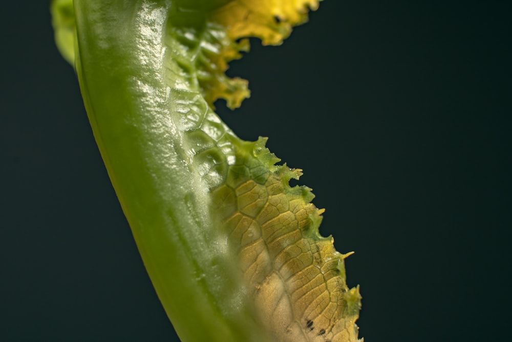 a close up of a green plant with yellow leaves