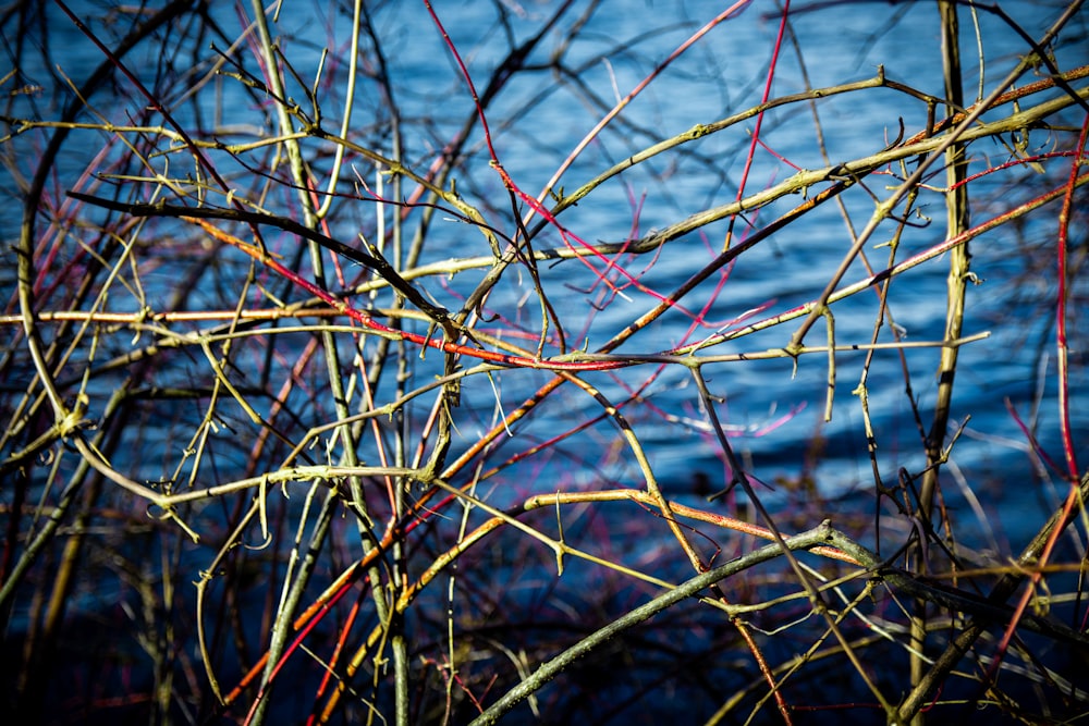 a close up of a tree branch with water in the background