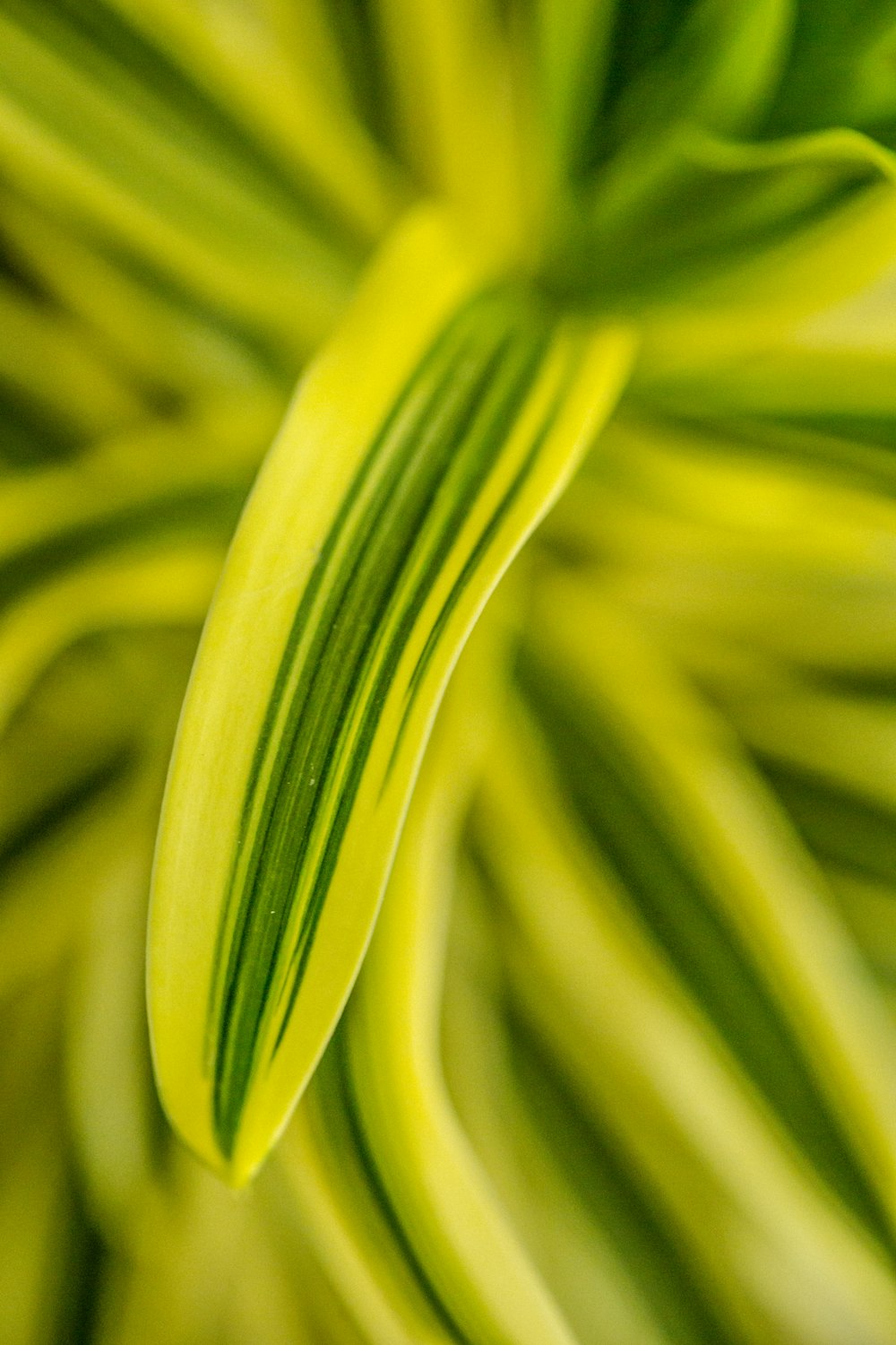 a close up view of a green plant