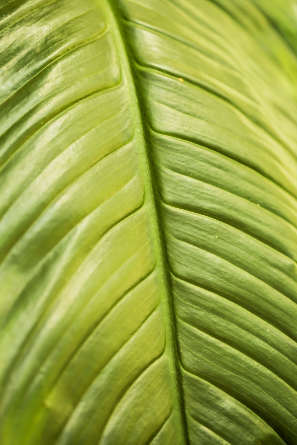 a close up of a large green leaf