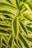 A close-up view of vibrant green and yellow striped leaves, which are elongated and slightly curved. The leaves are layered and appear healthy, displaying a glossy texture.