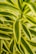 A close-up view of vibrant green and yellow striped leaves, which are elongated and slightly curved. The leaves are layered and appear healthy, displaying a glossy texture.
