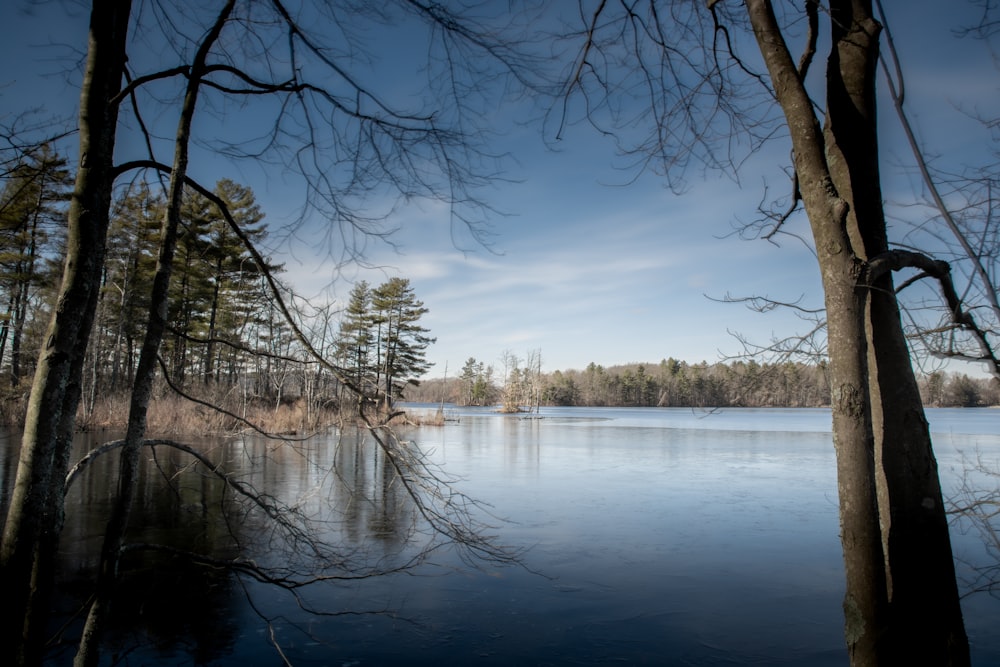 uno specchio d'acqua circondato da molti alberi