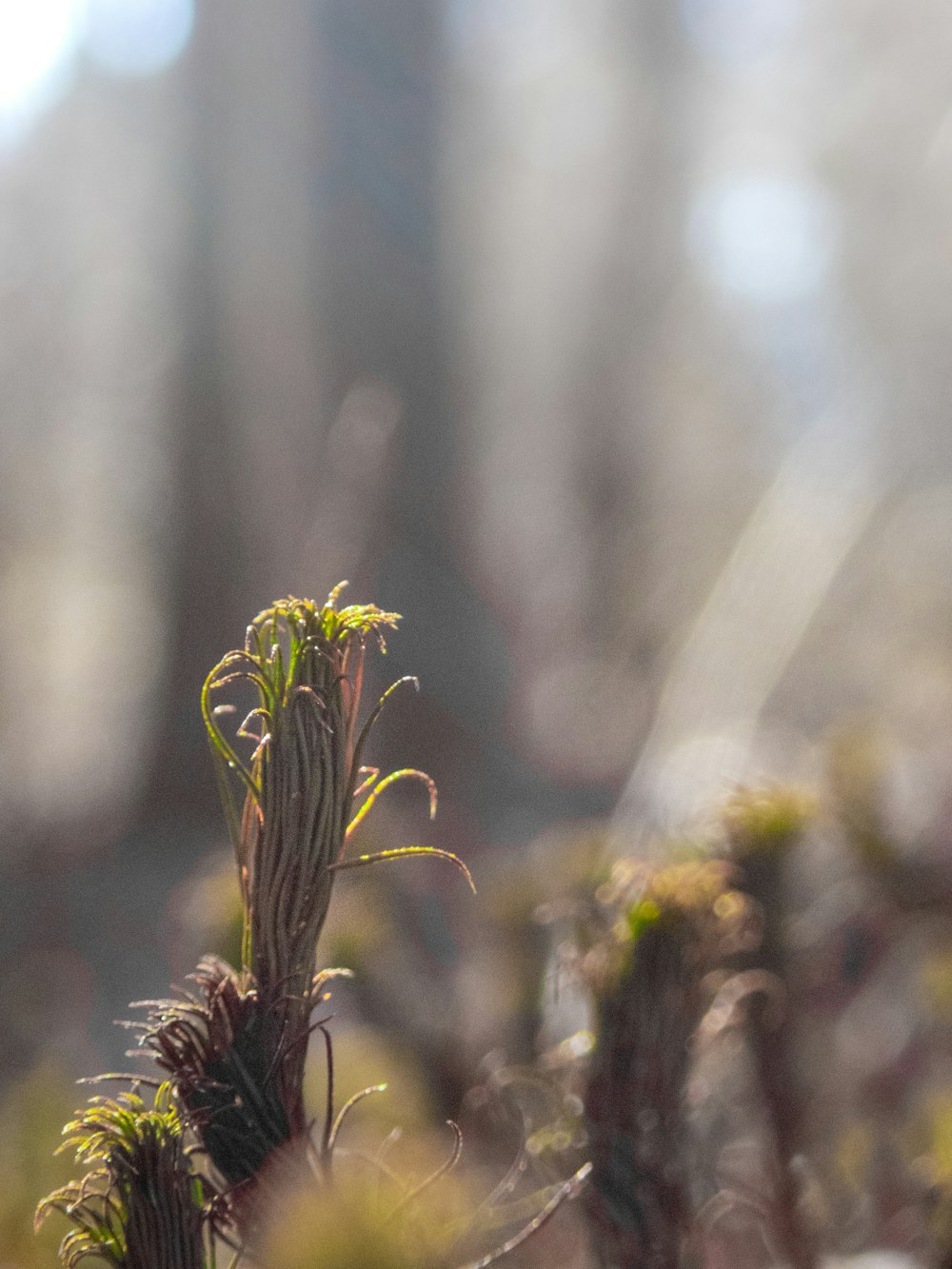 a close up of a plant in the middle of a forest