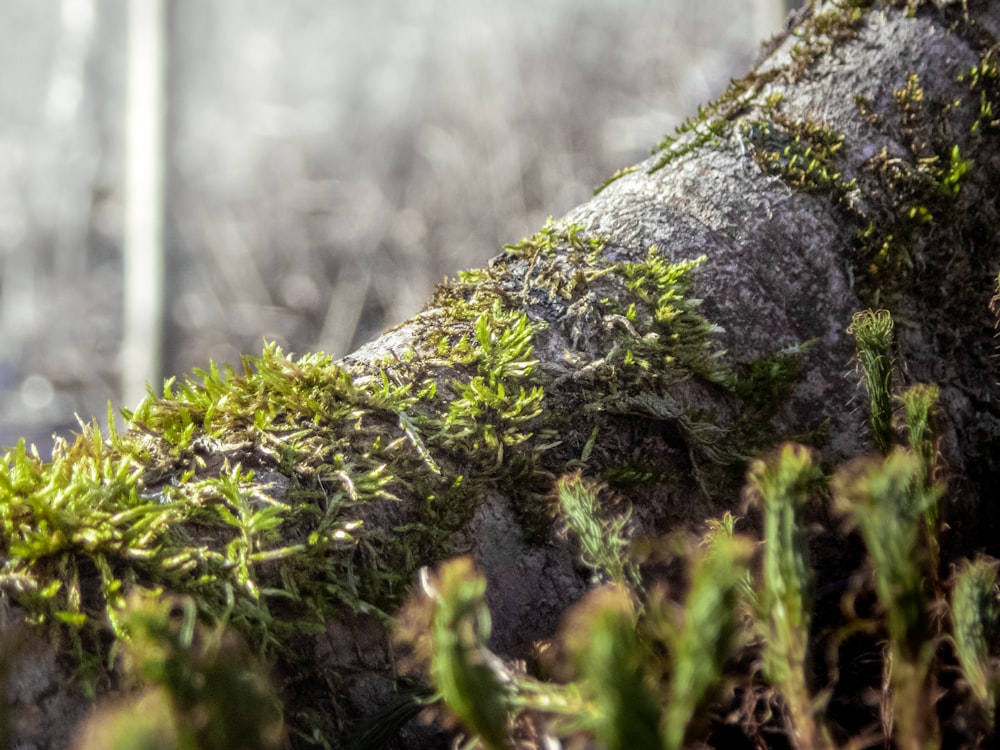 a close up of a tree trunk with moss growing on it