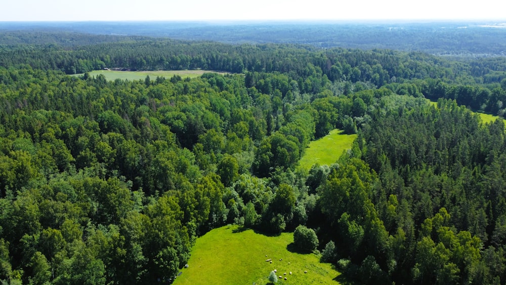 a lush green forest filled with lots of trees