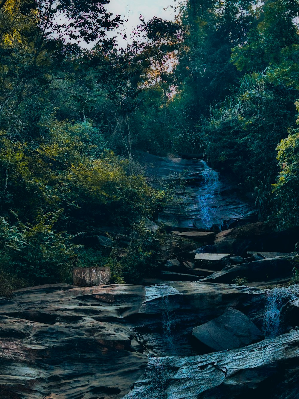 a stream running through a lush green forest