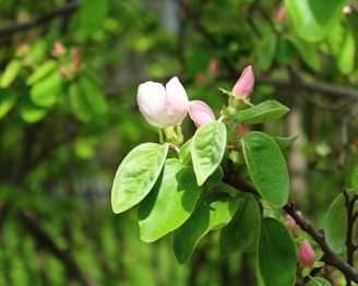 A close-up of a vibrant flower blooming in soft morning light, symbolizing growth and transformation.