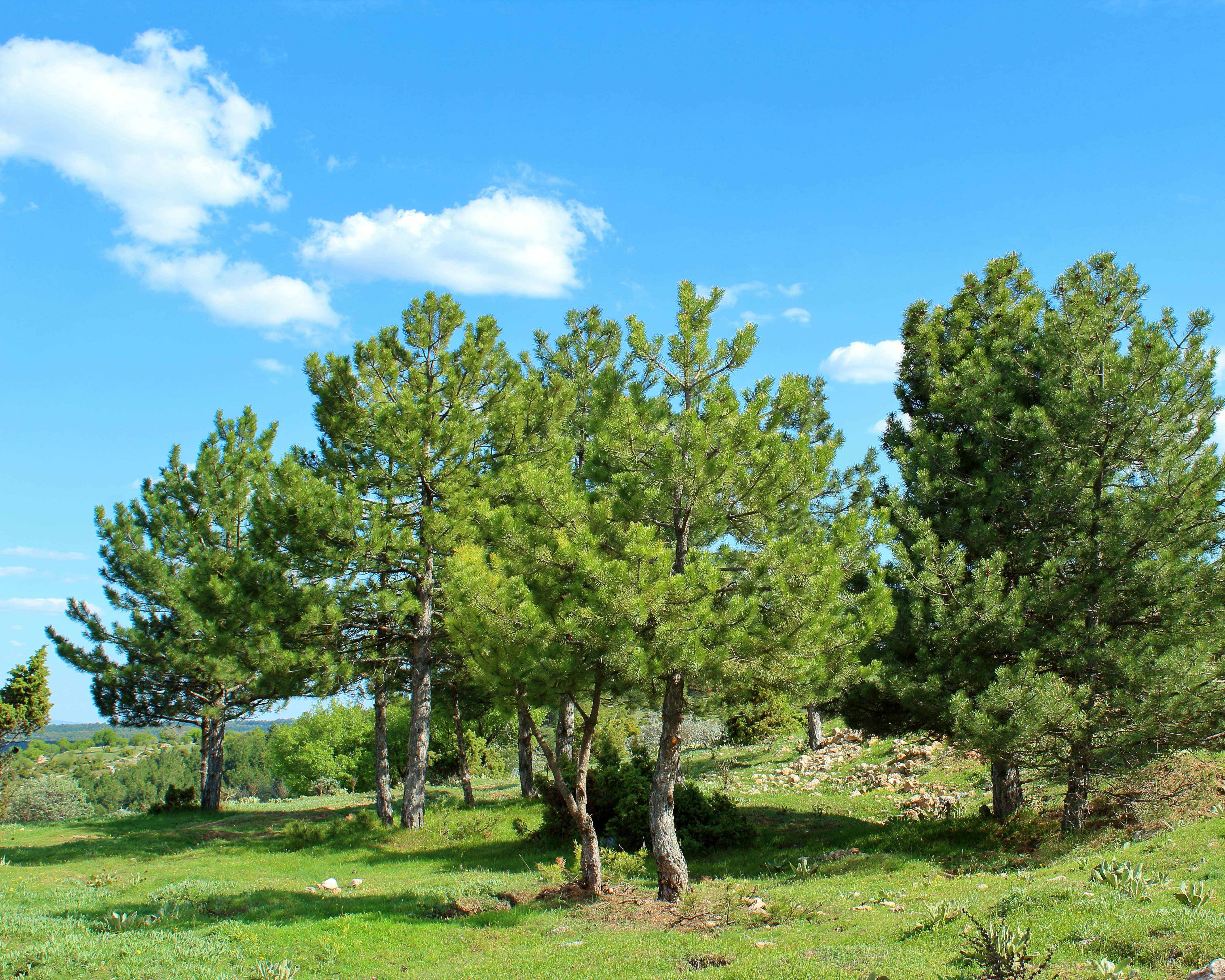Piran Salina Nature Park