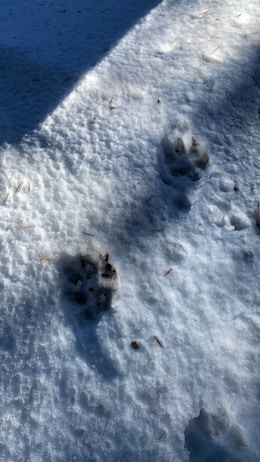 Two animal paw prints are visible in the snow, suggesting the recent presence of wildlife. The snow is undisturbed except for the prints, with shadows indicating sunlight from a particular angle, adding contrast to the image.