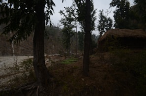 A serene outdoor scene with tall trees and a thatched hut nestled among them. The ground is covered in foliage and the background features a mountainside. The environment appears tranquil and untouched by modern development.