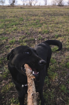 a black dog holding a stick in its mouth