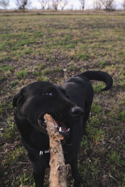 a black dog holding a stick in its mouth