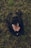 a black dog laying on top of a grass covered field
