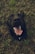 a black dog laying on top of a grass covered field