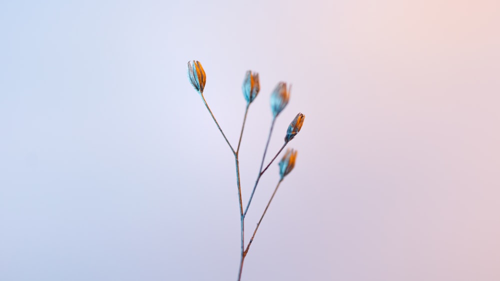 a close up of a plant with a sky background