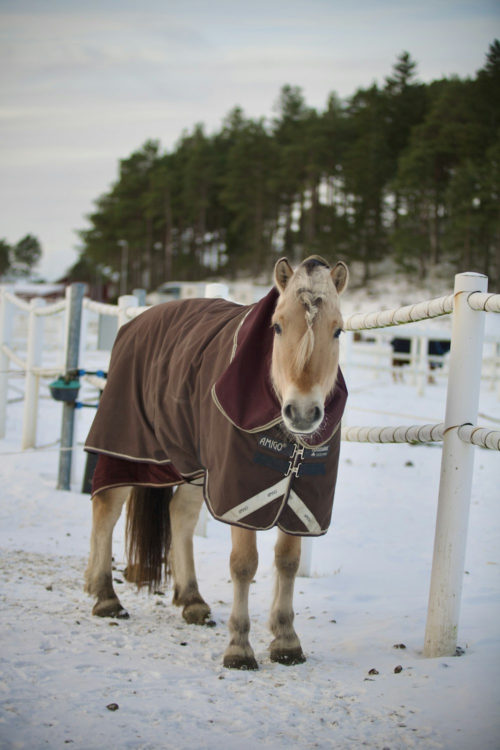 a horse wearing a blanket standing in the snow