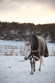 A horse wearing a dark, protective blanket walks on a snowy ground. The background shows a blurred fence and a tree line under a cloudy sky with a hint of warm light.