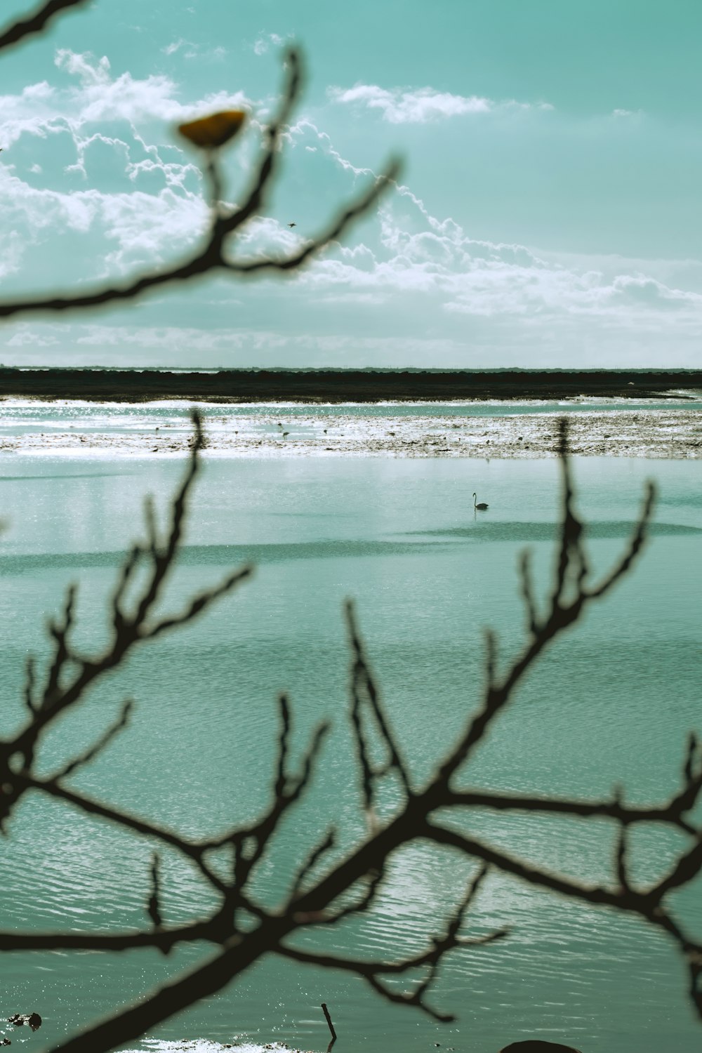 a body of water with a tree branch in the foreground