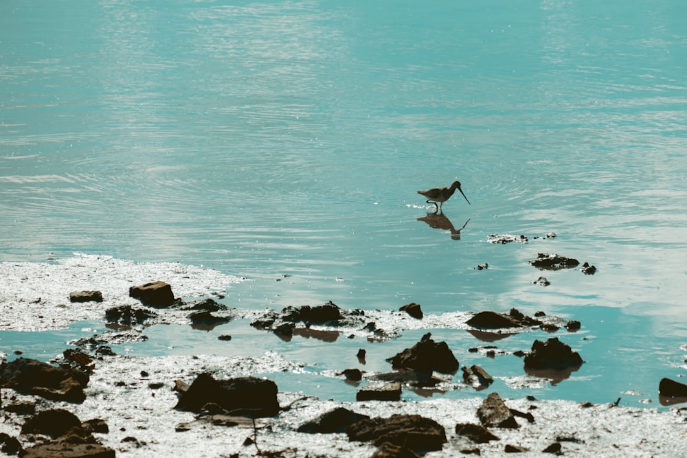 a bird is standing in the water near rocks
