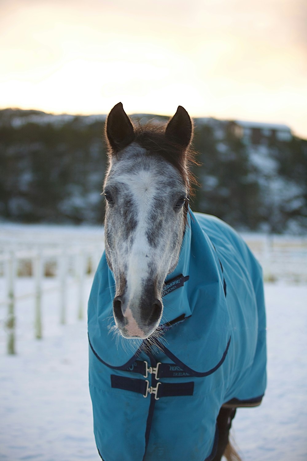 a horse wearing a blanket in the snow