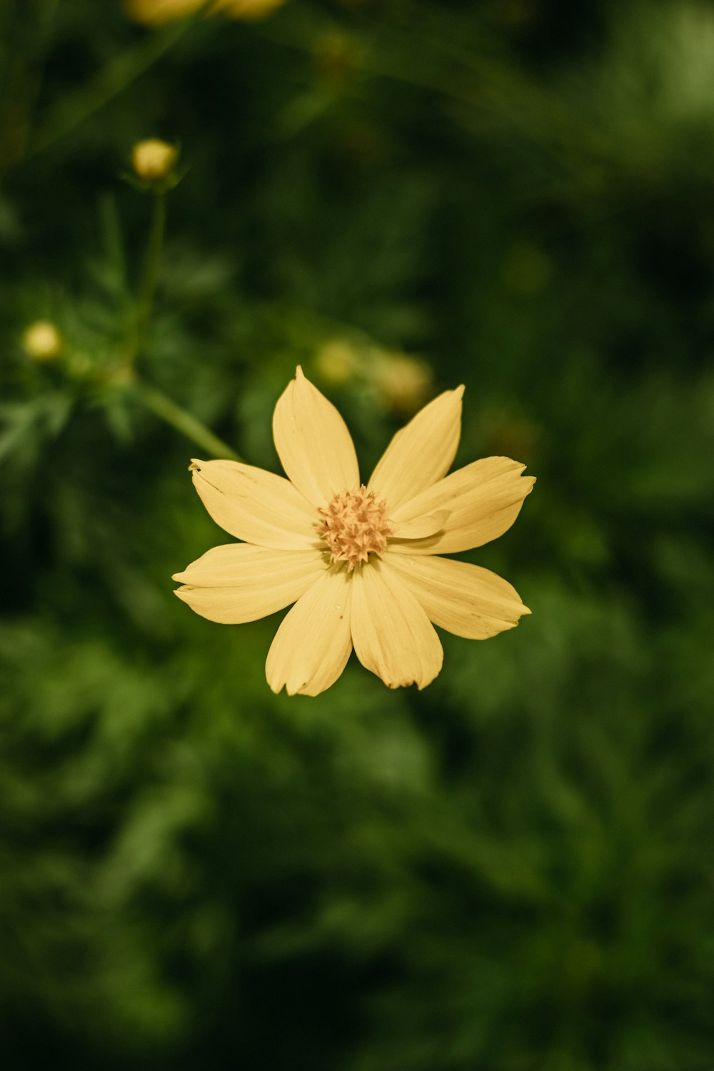 a yellow flower with a green background