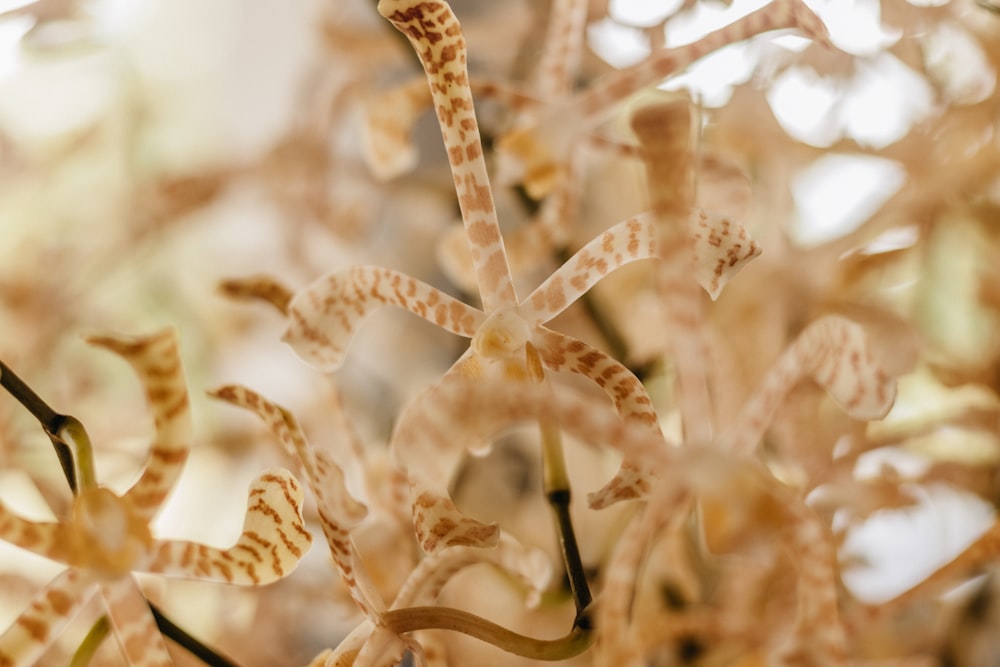 a close up of a plant with brown and white flowers