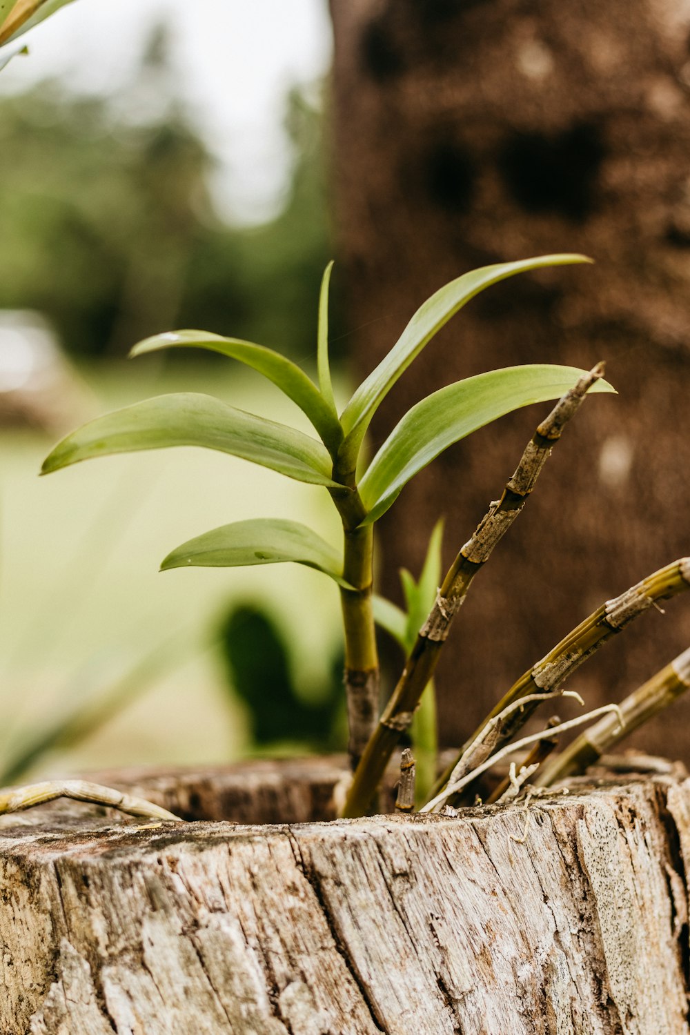 a close up of a plant on a tree stump