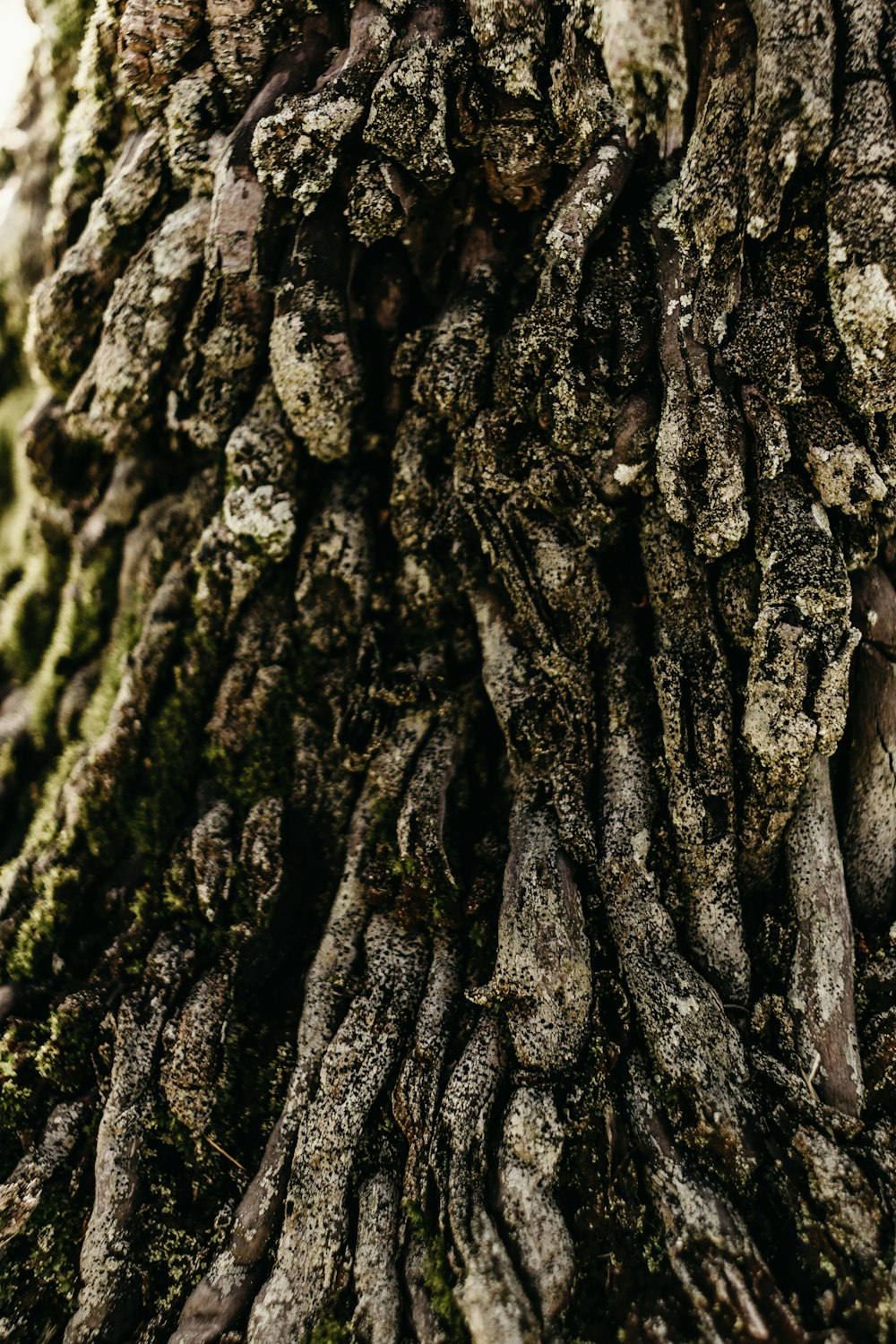 a close up of the bark of a tree