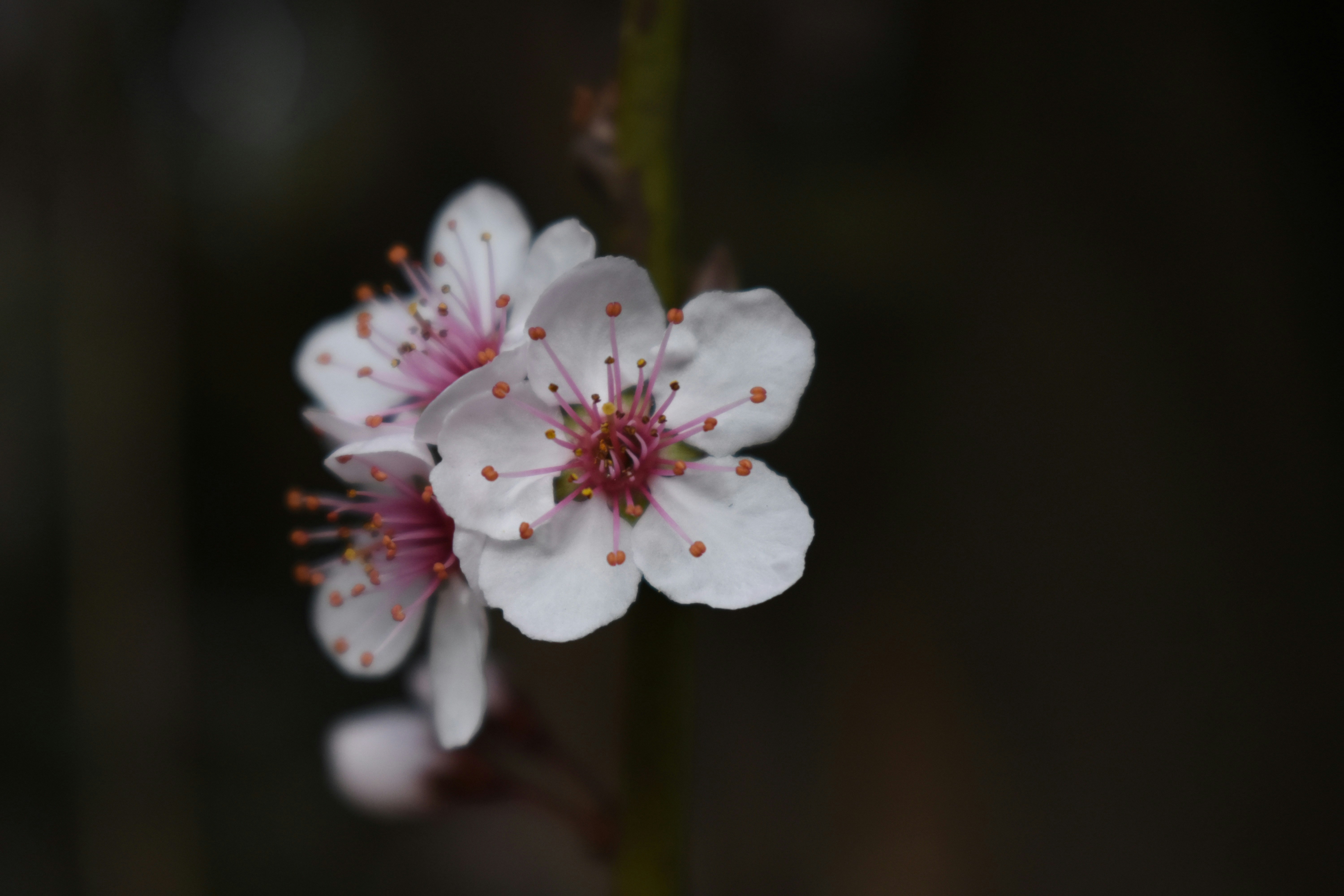 Photo by kendalpercimoney