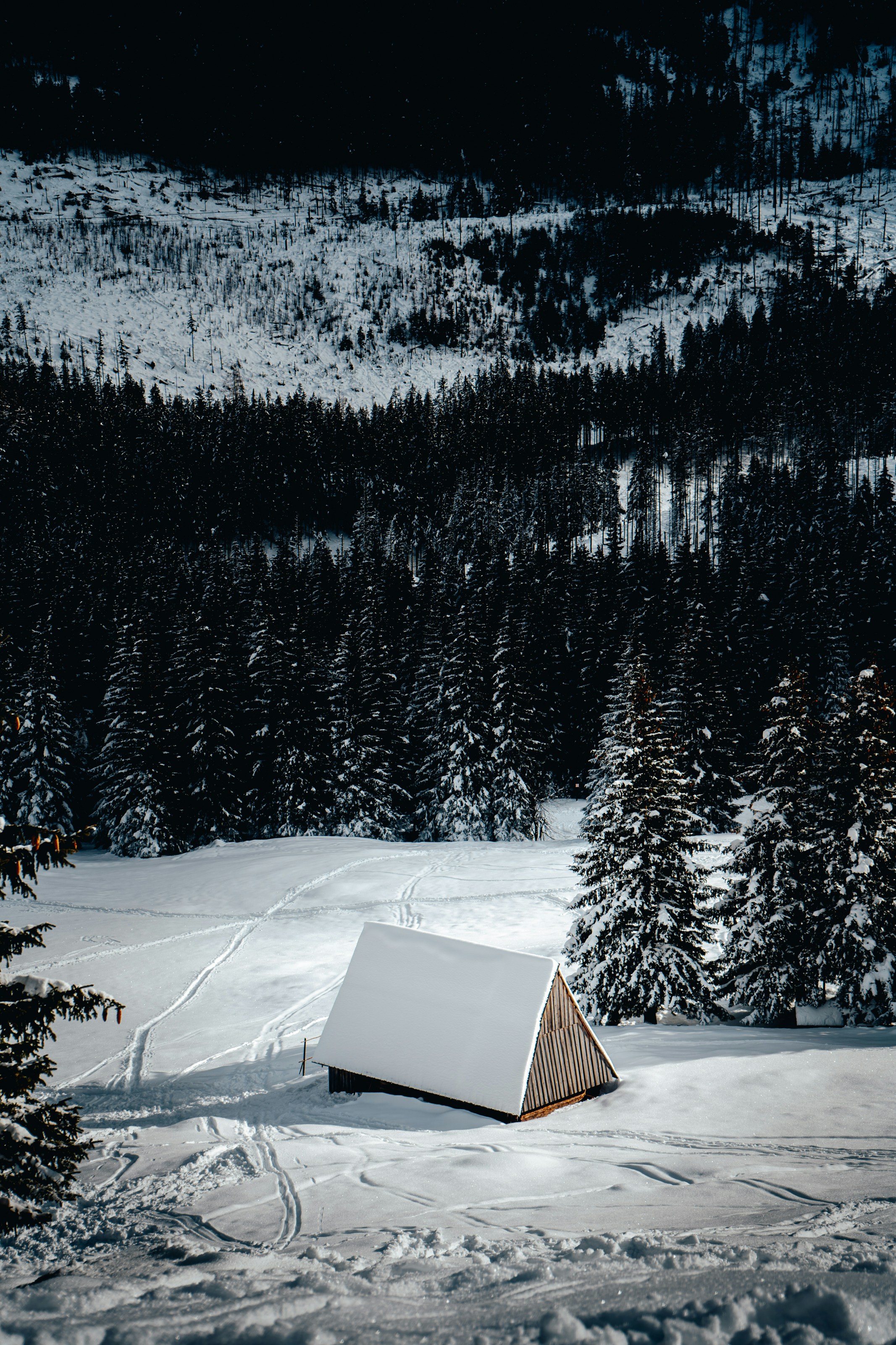 Photo by patryk_wojcieszak