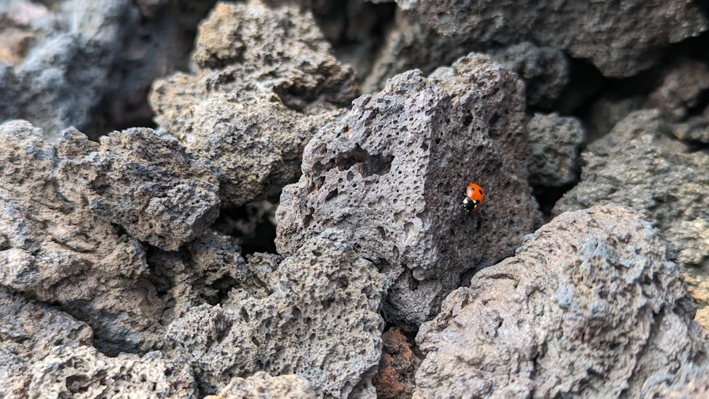 a close up of rocks with a red bug on them