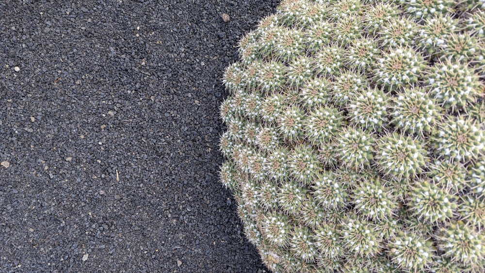 a close up of a cactus plant on a black ground