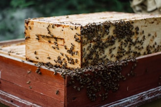 A wooden beehive with numerous bees swarming over it. The hive appears to be well-populated and is constructed from light-colored wood with a reddish base.