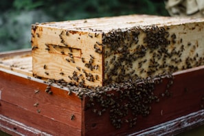 A wooden beehive with numerous bees swarming over it. The hive appears to be well-populated and is constructed from light-colored wood with a reddish base.