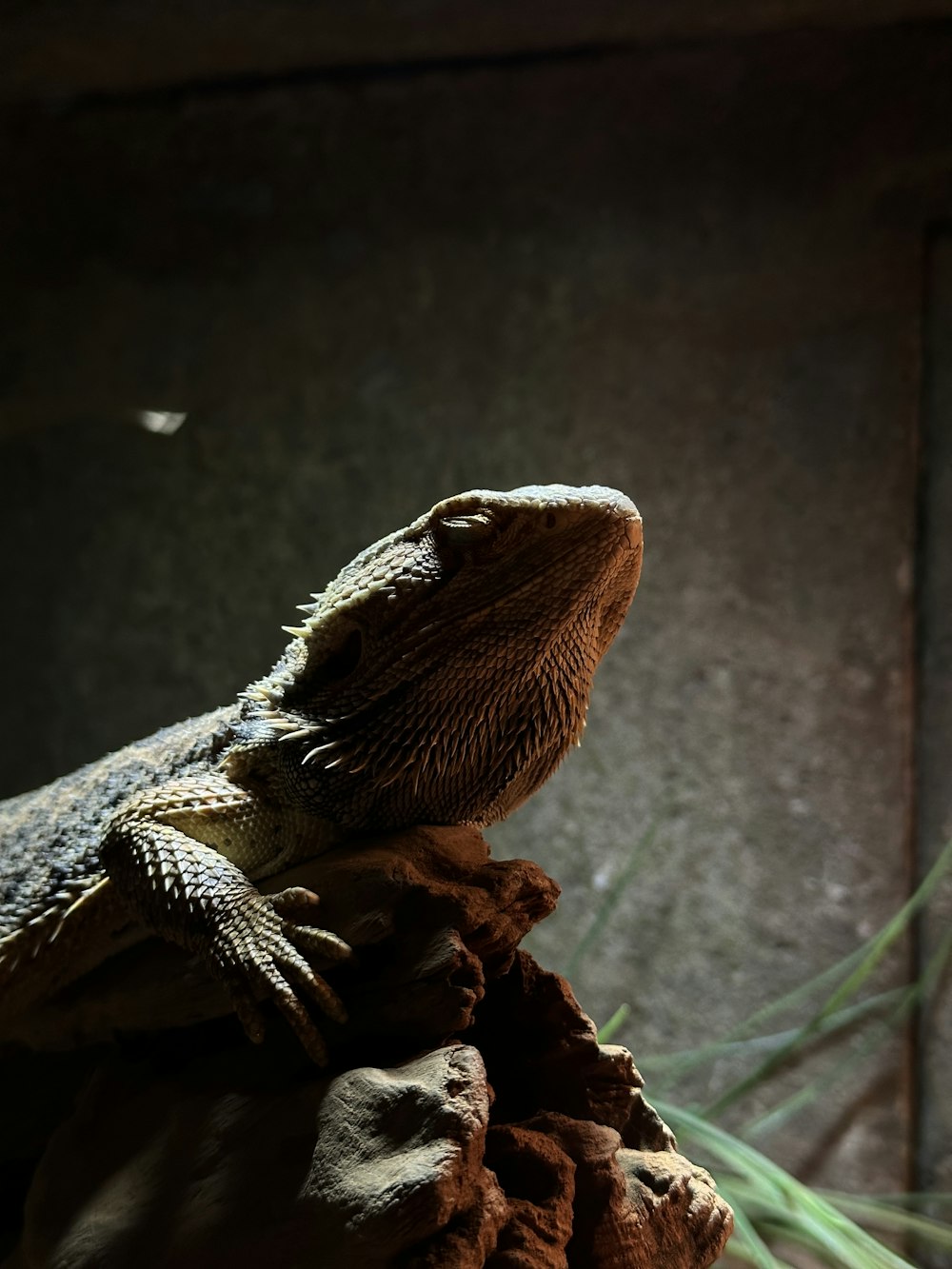 a lizard is sitting on top of a rock