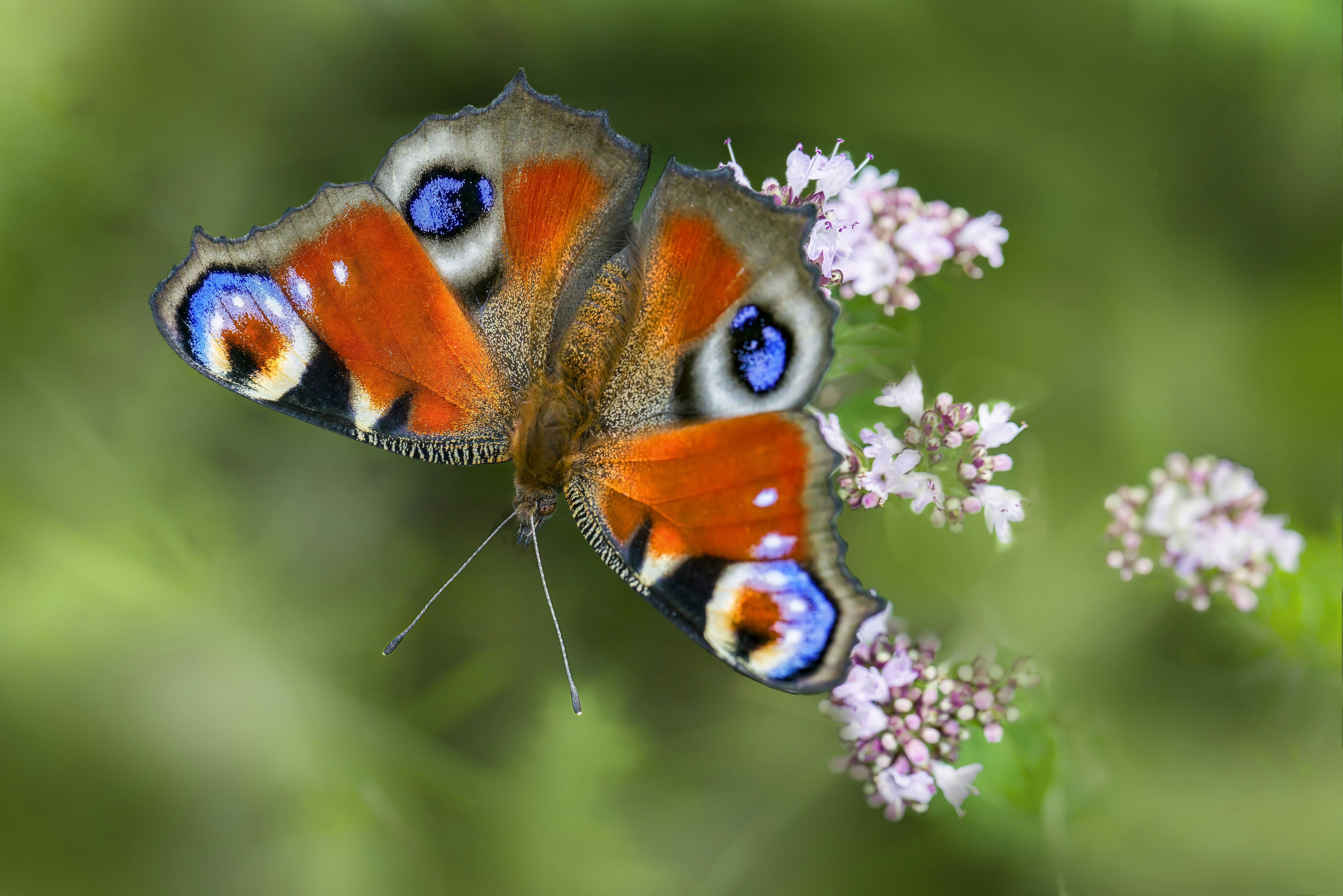 Photo by erik_karits