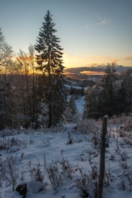 A serene winter setting with snow-covered trees and a soft sunset.
