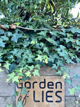 Lush green ivy plants grow densely over a wooden fence, partially obscuring a sign that reads 'Garden of LIES' in bold black letters.