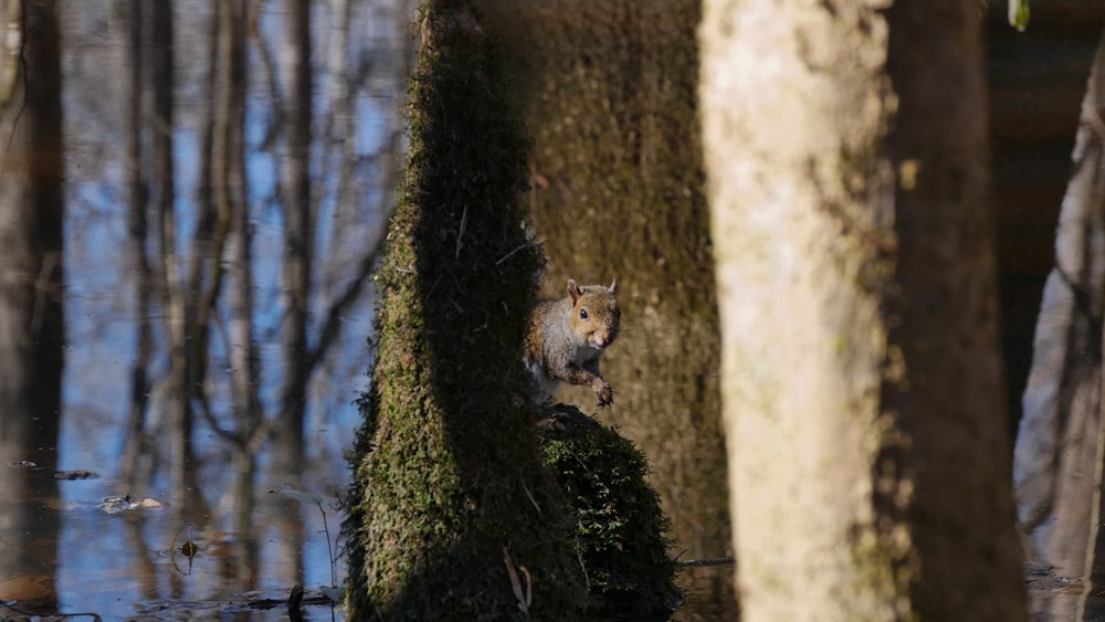 a squirrel sitting on top of a moss covered tree