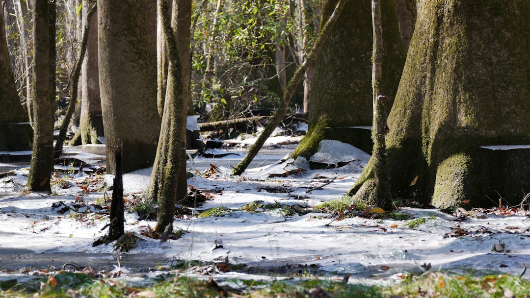 a forest filled with lots of trees covered in snow, A rare sight: Icy swamp
