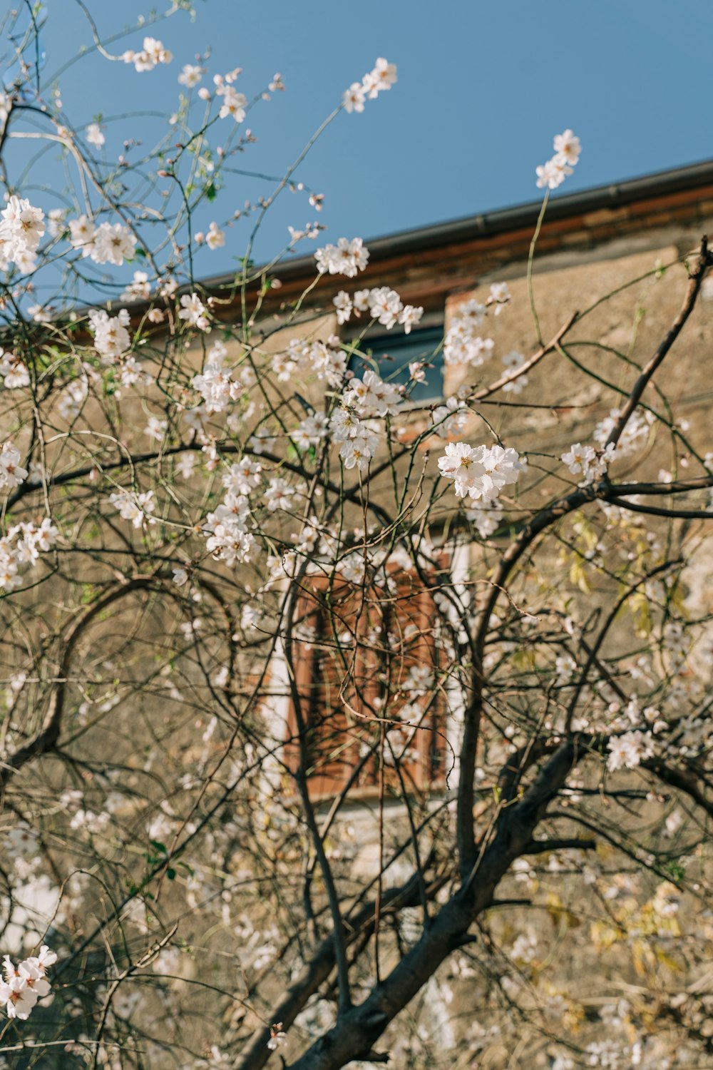 un albero con fiori bianchi di fronte a un edificio