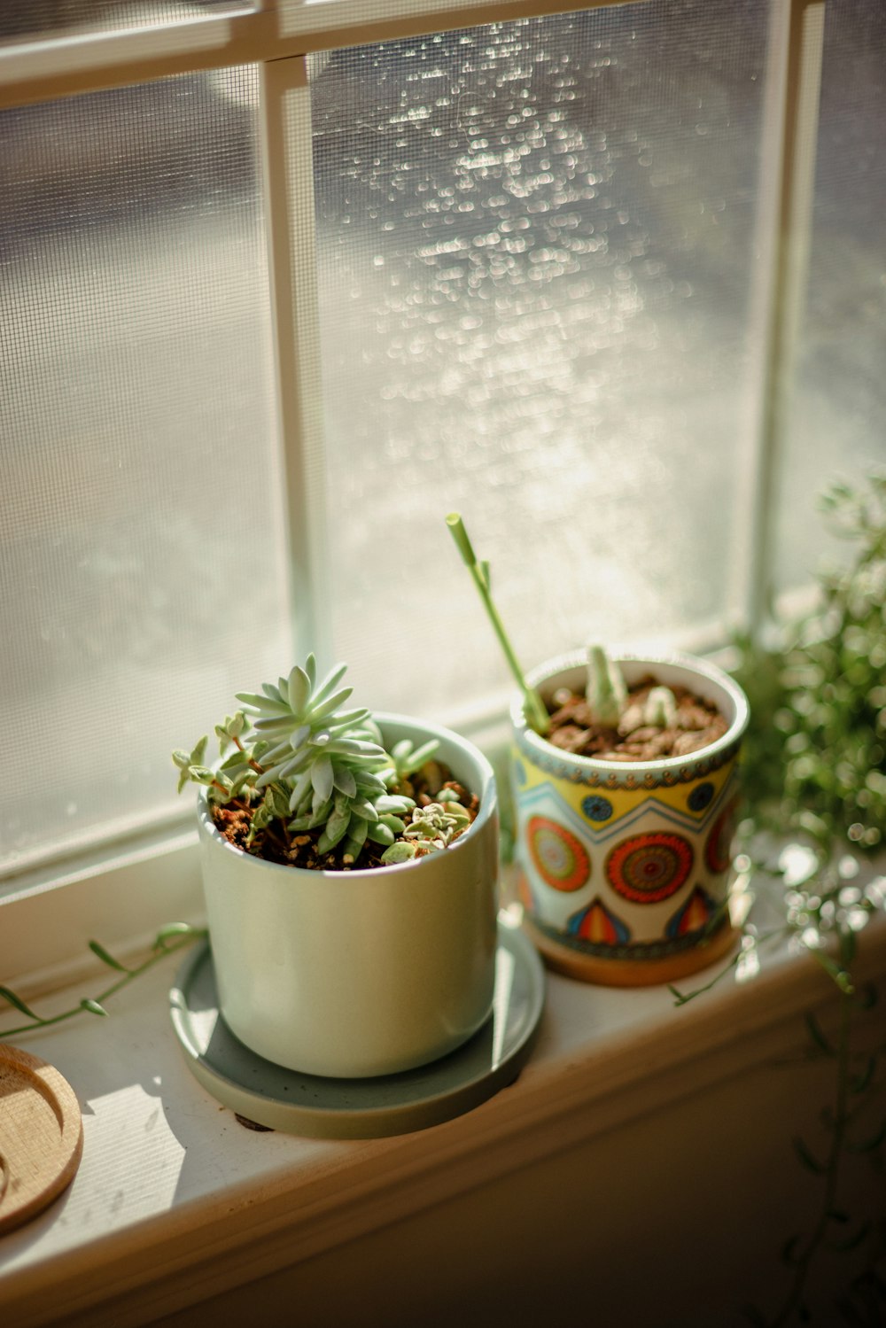 a couple of potted plants sitting on a window sill