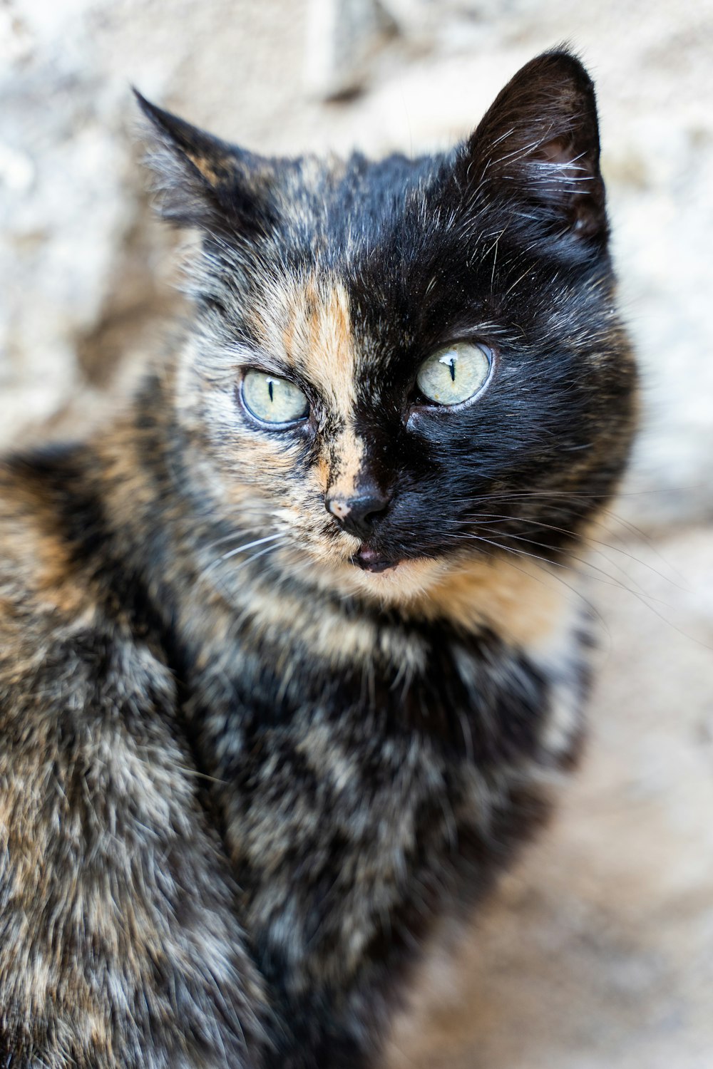 a close up of a cat with blue eyes